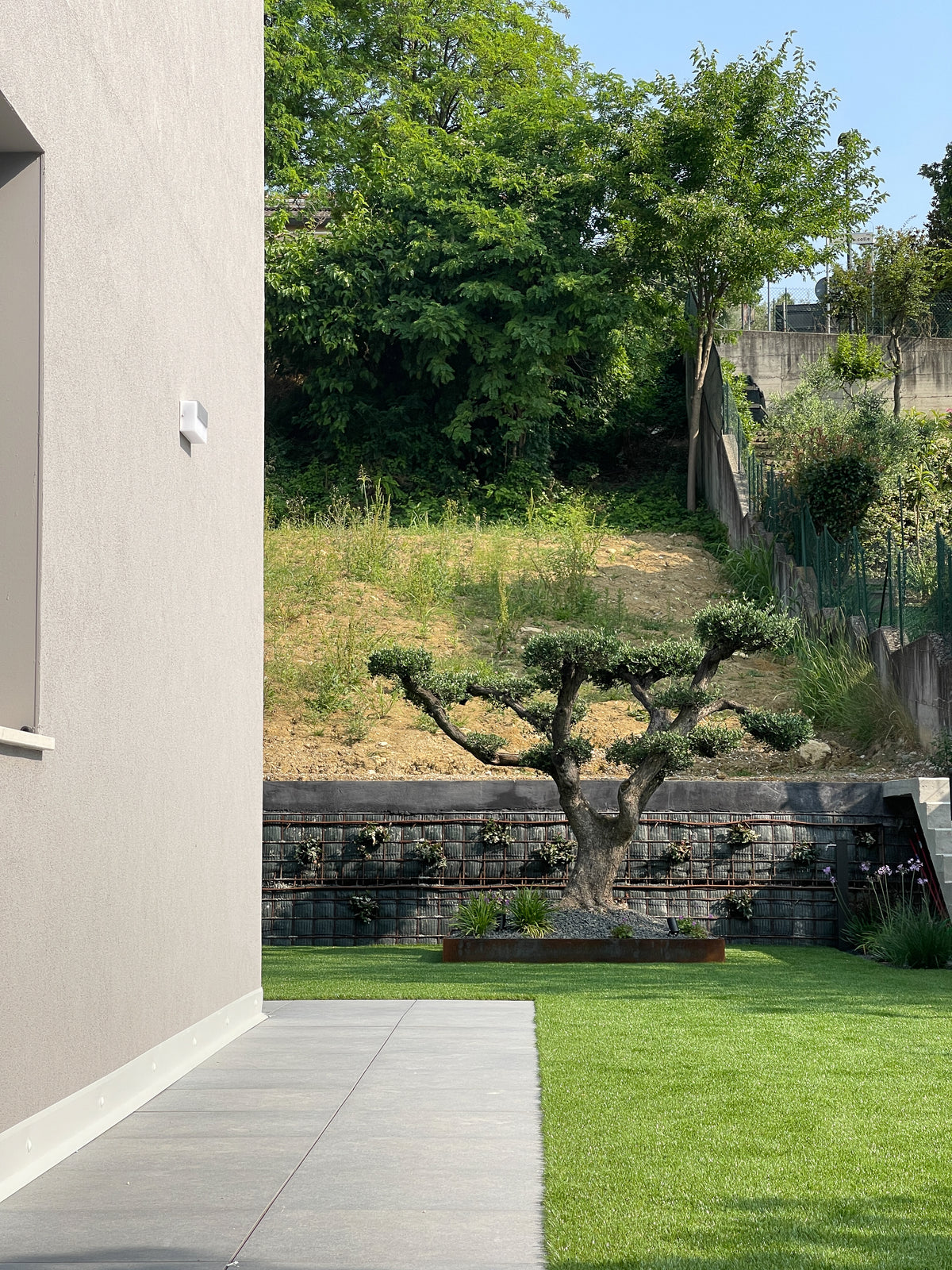 Giardino della nuova costruzione con prato, ulivo ornamentale e percorso esterno pavimentato